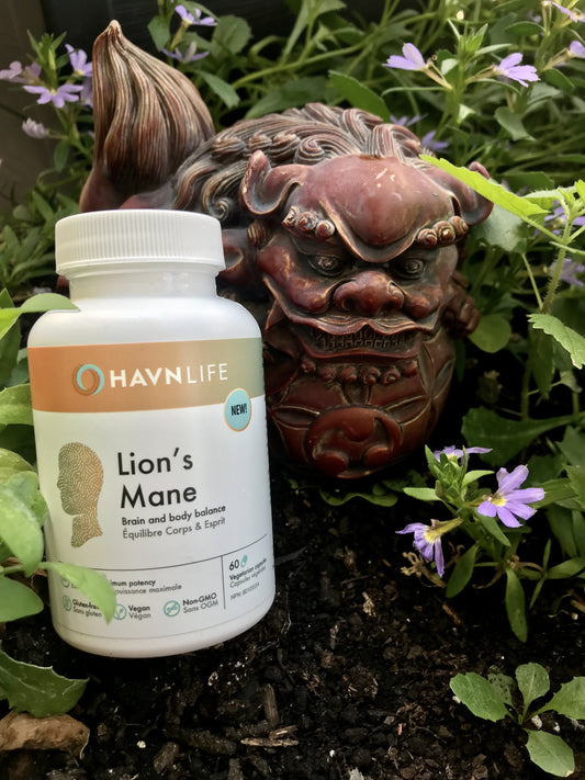 Keep your brain strong like a lion (Havnlife Lion's Mane)