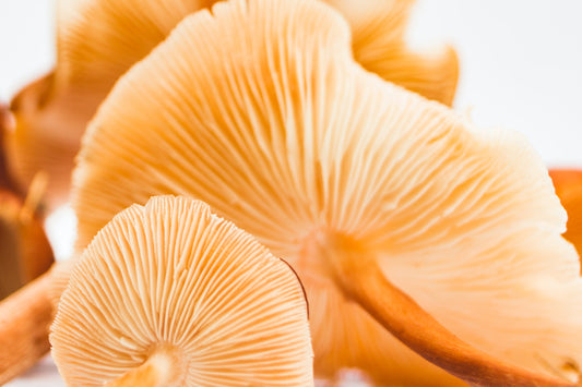 havnlife.myshopify.com-Which mushrooms are best for immunity?